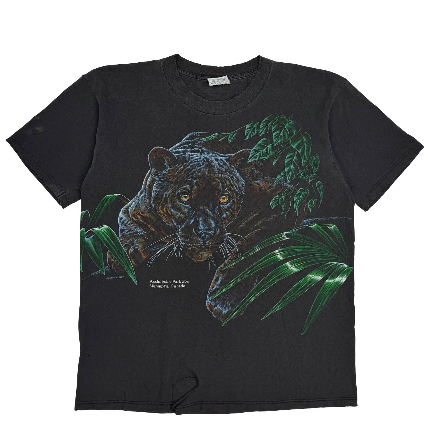Vintage Black Panther Assiniboine Park Zoo Too Black